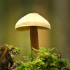 Ein Pilz